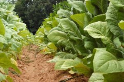 K-P farmers not to cultivate tobacco next year