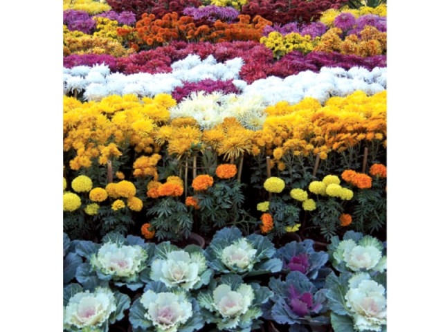 planting creativity prizes handed out at winter flower show planting creativity prizes handed out at winter flower show