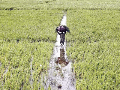 sindh rolls out swat program to boost climate smart farming sindh rolls out swat program to boost climate smart farming