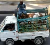 motorways ban animal transport vehicles