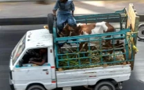 motorways ban animal transport vehicles