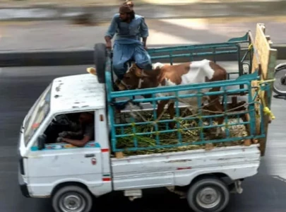 motorways ban animal transport vehicles
