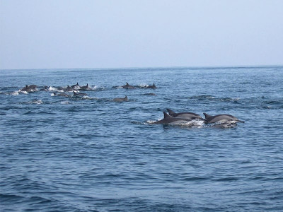 rare sight school of dolphins sighted off gwadar