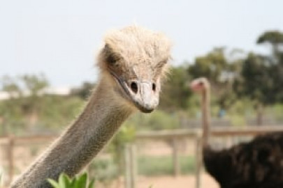 ostrich farming has the power to feed the world