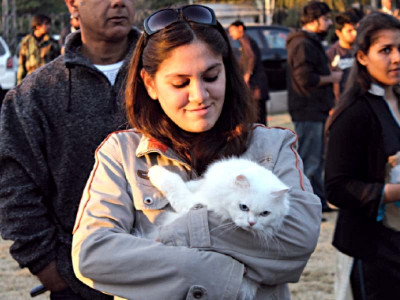 social responsibility project pets strut their stuff at cats and dog show