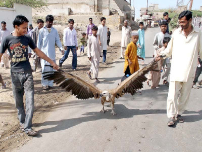 when vultures die rabies and anthrax are born when vultures die rabies and anthrax are born