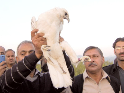 smuggling bid foiled customs seize 36 falcons from jiwani coast smuggling bid foiled customs seize 36 falcons from jiwani coast