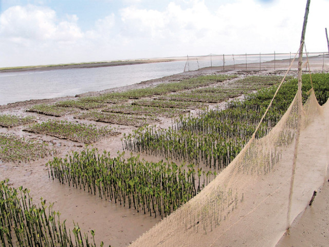 mangrove saplings have been planted over 8 350 hectares near keti bandar under the sindh coastal community development project which was completed by international union for the conservation of nature iucn in collaboration with the wildlife and forest department photo courtesy iucn mangrove saplings have been planted over 8 350 hectares near keti bandar under the sindh coastal community development project which was completed by international union for the conservation of nature iucn in collaboration with the wildlife and forest department photo courtesy iucn