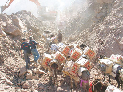 like angels for equines