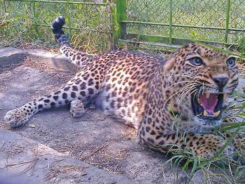 mother leopard at the dhodiyal pheasantry photo file mother leopard at the dhodiyal pheasantry photo file