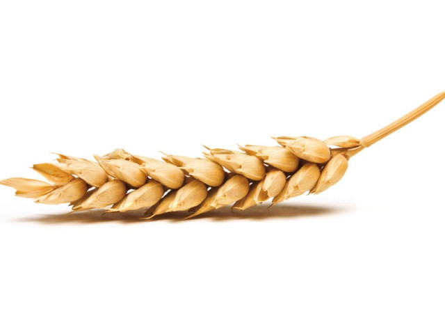 chaudhry believes that adequate supply of inputs would also help enhance wheat cultivation creative commons chaudhry believes that adequate supply of inputs would also help enhance wheat cultivation creative commons