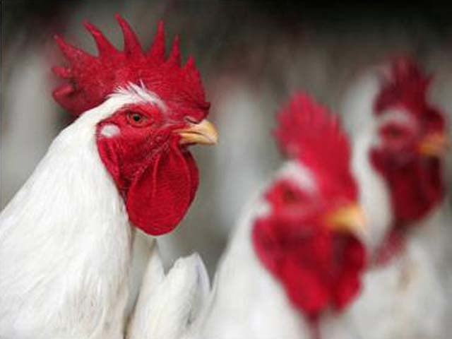 chicken price hike prompts public boycott chicken price hike prompts public boycott