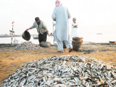 modern seafood processing zone planned at korangi harbour