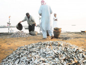 modern seafood processing zone planned at korangi harbour