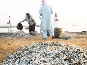 modern seafood processing zone planned at korangi harbour