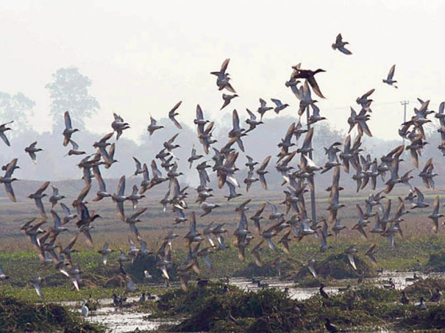 view of migratory birds flying in a wetland in pakistan photo file view of migratory birds flying in a wetland in pakistan photo file