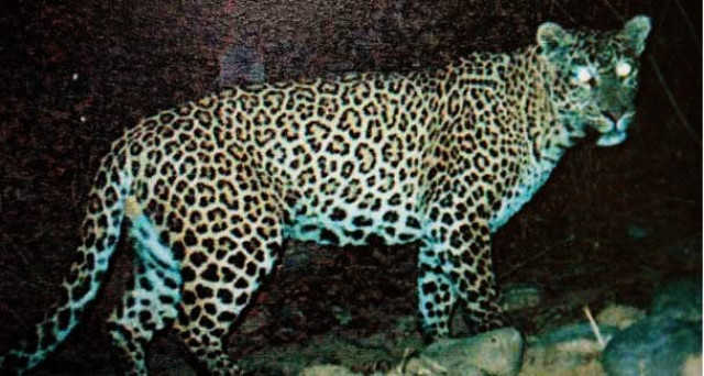file photo of a common leopard caught by a trap camera in 2007 at the ayubia national park photo courtesy wwf file photo of a common leopard caught by a trap camera in 2007 at the ayubia national park photo courtesy wwf