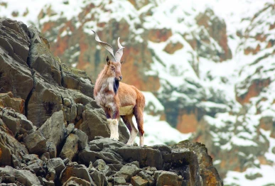 pakistan urged to protect biodiversity