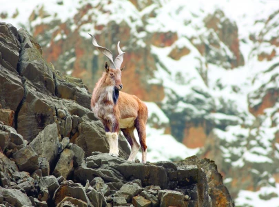 pakistan urged to protect biodiversity pakistan urged to protect biodiversity