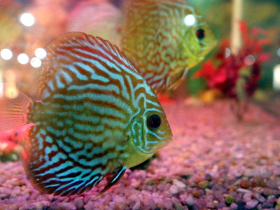 after successful launch of aquarium korangi zoo prepares for lion s arrival after successful launch of aquarium korangi zoo prepares for lion s arrival