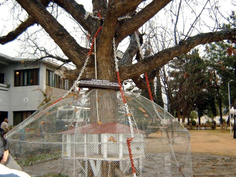 the tree was arrested in 1898 by british army officer james squid photo asad zia express