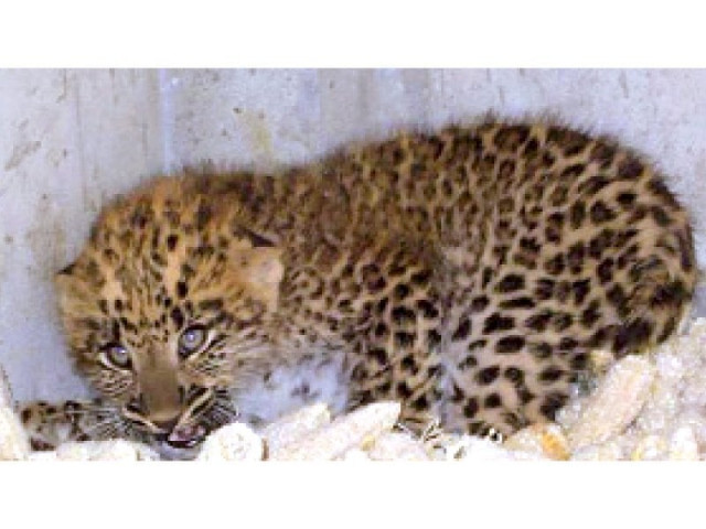 one of the biggest threats to wildlife comes from man photo express file one of the biggest threats to wildlife comes from man photo express file