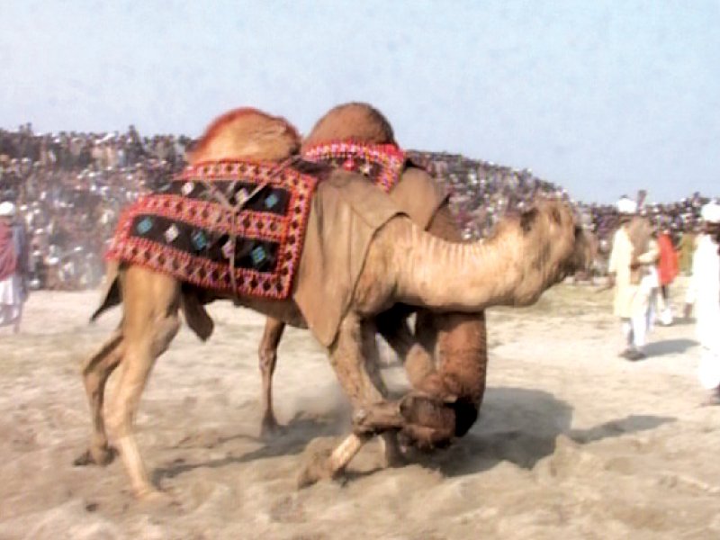 the bouts are followed by a folk bhangra dance by the camels to the beat of drums