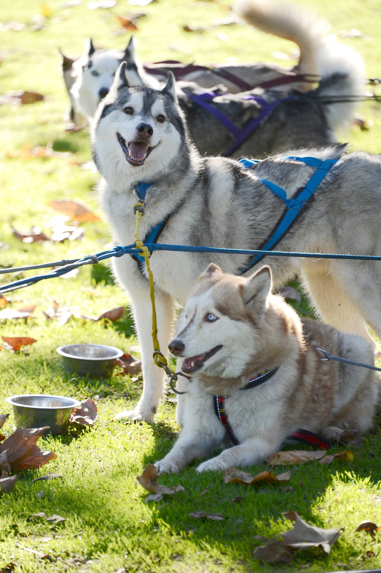 during water breaks as the dogs socialize by sniffing each others 039 butts their quot parents quot talk about scooter models and the tireless energy of their pups