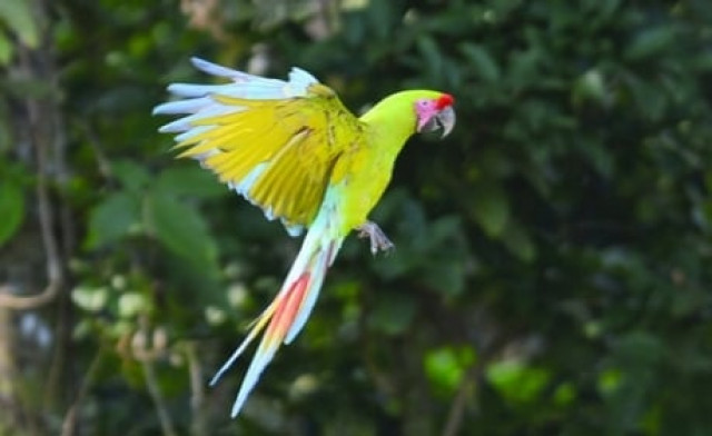 a green macaw lapa verde flies in the mountains near manzanillo beach in costa rica photo afp file a green macaw lapa verde flies in the mountains near manzanillo beach in costa rica photo afp file
