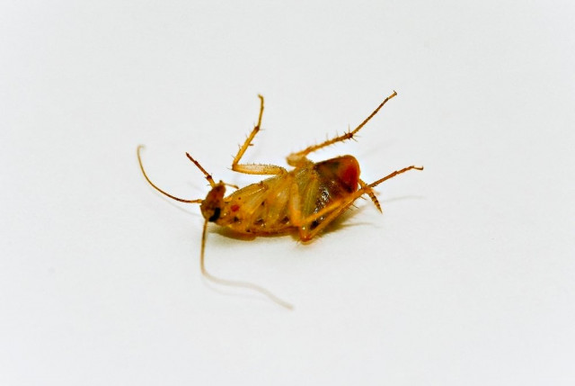 the little loved us congress is now less popular than cockroaches and lice a survey found photo file the little loved us congress is now less popular than cockroaches and lice a survey found photo file