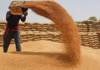 food ministry decides to supply wheat to k p