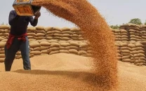 food ministry decides to supply wheat to k p