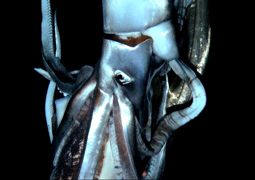 a giant squid is seen in this still image taken from video captured from a submersible by a japanese led team of scientists near ogasawara islands taken in july 2012 in this handout picture released by nhk nep discovery channel in tokyo january 7 2013