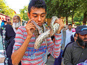 at karachi zoo close encounters of the reptilian kind