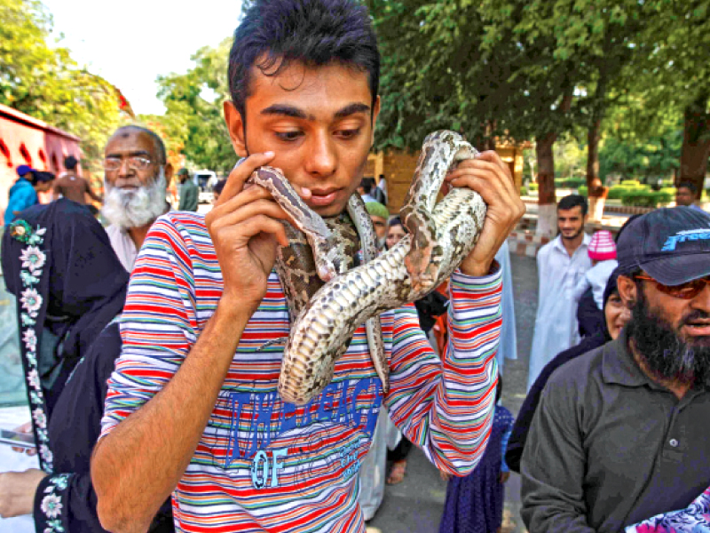 for most visitors at karachi zoo on saturday this was their first interaction with reptiles as hundreds of enthusiasts brought their pets out photo mohammad azeem express