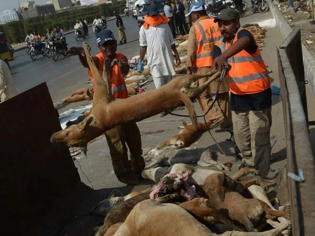 what people fail to realise is the animal kingdom has a system photo afp what people fail to realise is the animal kingdom has a system photo afp