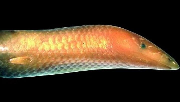 this handout picture released by the cnrs shows a new species of fossorial lizard from the island of madagascar called quot sirenoscincus mobydick quot photo afp