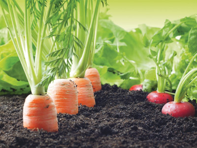 sow you want to grow sow you want to grow