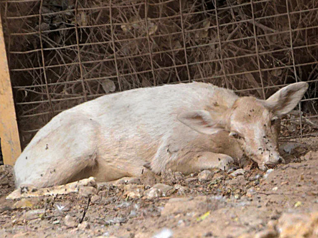 a mysterious disease has hit the deer at karachi zoo so far 12 deer have died and those left are too sick to move photo express a mysterious disease has hit the deer at karachi zoo so far 12 deer have died and those left are too sick to move photo express