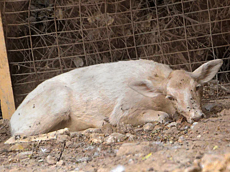 a mysterious disease has hit the deer at karachi zoo so far 12 deer have died and those left are too sick to move photo express