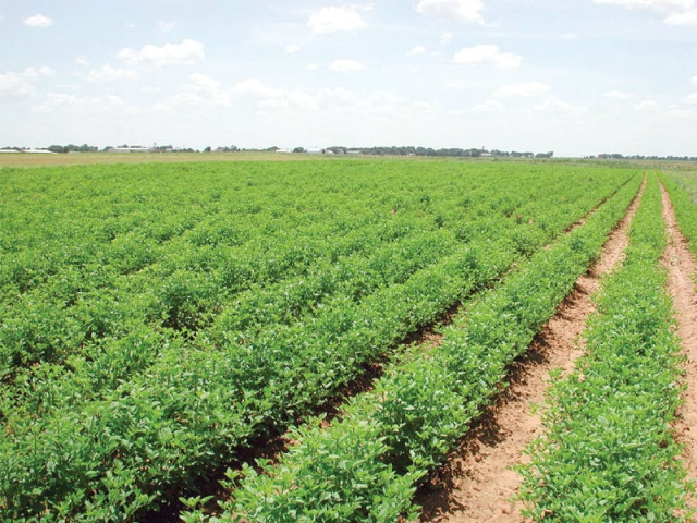 the farming community in sindh and punjab faces issues due to lack of credit facilities availability of inputs and inappropriate marketing photo file the farming community in sindh and punjab faces issues due to lack of credit facilities availability of inputs and inappropriate marketing photo file