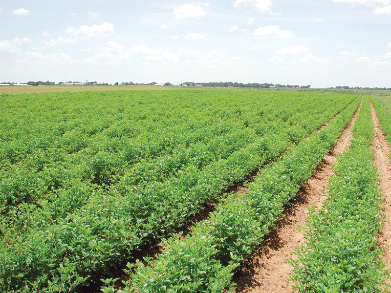 the farming community in sindh and punjab faces issues due to lack of credit facilities availability of inputs and inappropriate marketing photo file