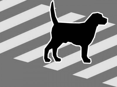 stray dogs give safety lessons to pedestrians in romania