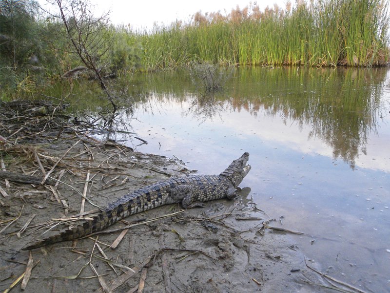 this marsh crocodile was found on december 7 in an agricultural field in sanghar it was later released into a lake in makhi forest a crocodile of the same species was found on wednesday near salehpat this time however villagers killed the crocodile after discovering it photo file