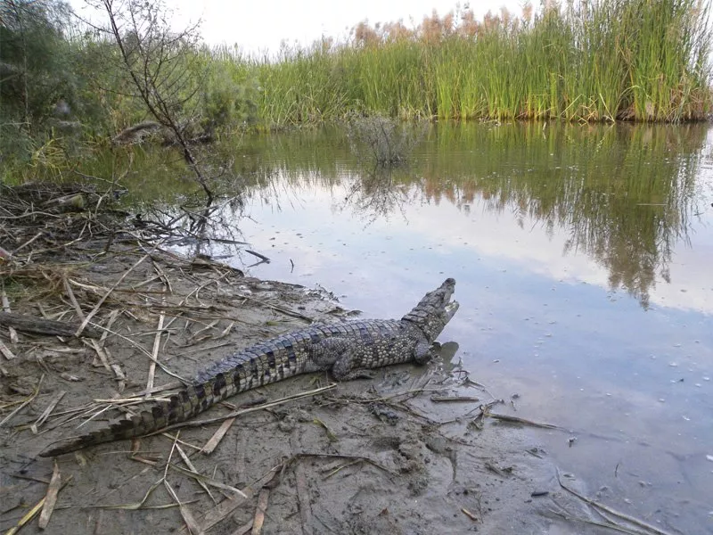 this marsh crocodile was found on december 7 in an agricultural field in sanghar it was later released into a lake in makhi forest a crocodile of the same species was found on wednesday near salehpat this time however villagers killed the crocodile after discovering it photo file this marsh crocodile was found on december 7 in an agricultural field in sanghar it was later released into a lake in makhi forest a crocodile of the same species was found on wednesday near salehpat this time however villagers killed the crocodile after discovering it photo file