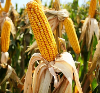 matco foods to set up corn starch plant