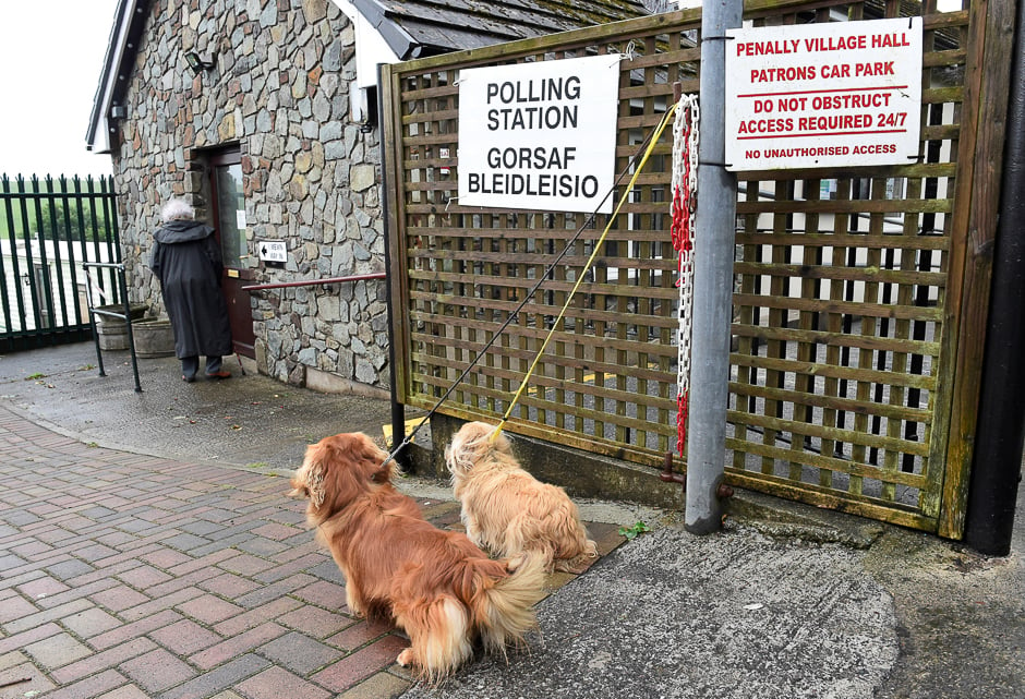 Dogs wait for their owner outside a polling station in Penally, Wales, Britain. PHOTO: REUTERS