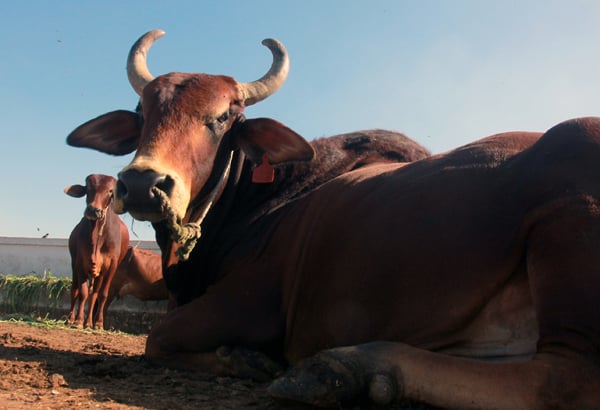 The cows found near Lasbela are comparatively darker and the colour of the bull is likely to be darker on the shoulders. PHOTO: ATHAR KHAN/ EXPRESS 