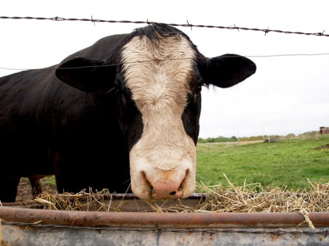 weather indexed facility to protect small farmers photo file