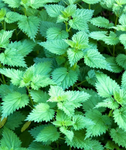 meet healing head on with herbs